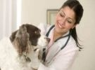Corso per tecnico veterinario