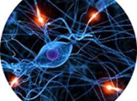 IL SISTEMA NERVOSO SECONDO LA BIOLOGIA, LA MEDICINA E LO YOGA 