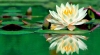 lotus olistica