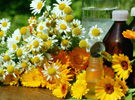 Corso di conoscere le erbe e le piante officinali