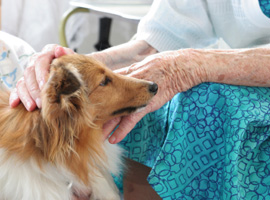 Corso pet therapy 100% online in tutta Italia