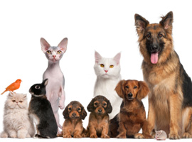 CORSO OPERATORE BENESSERE ANIMALI